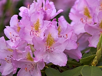 NJ Botanical Gardens 7